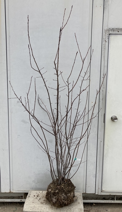 新作入荷，本物保証】 《現品》ジューンベリー 株立ち 樹高1.6m（根鉢