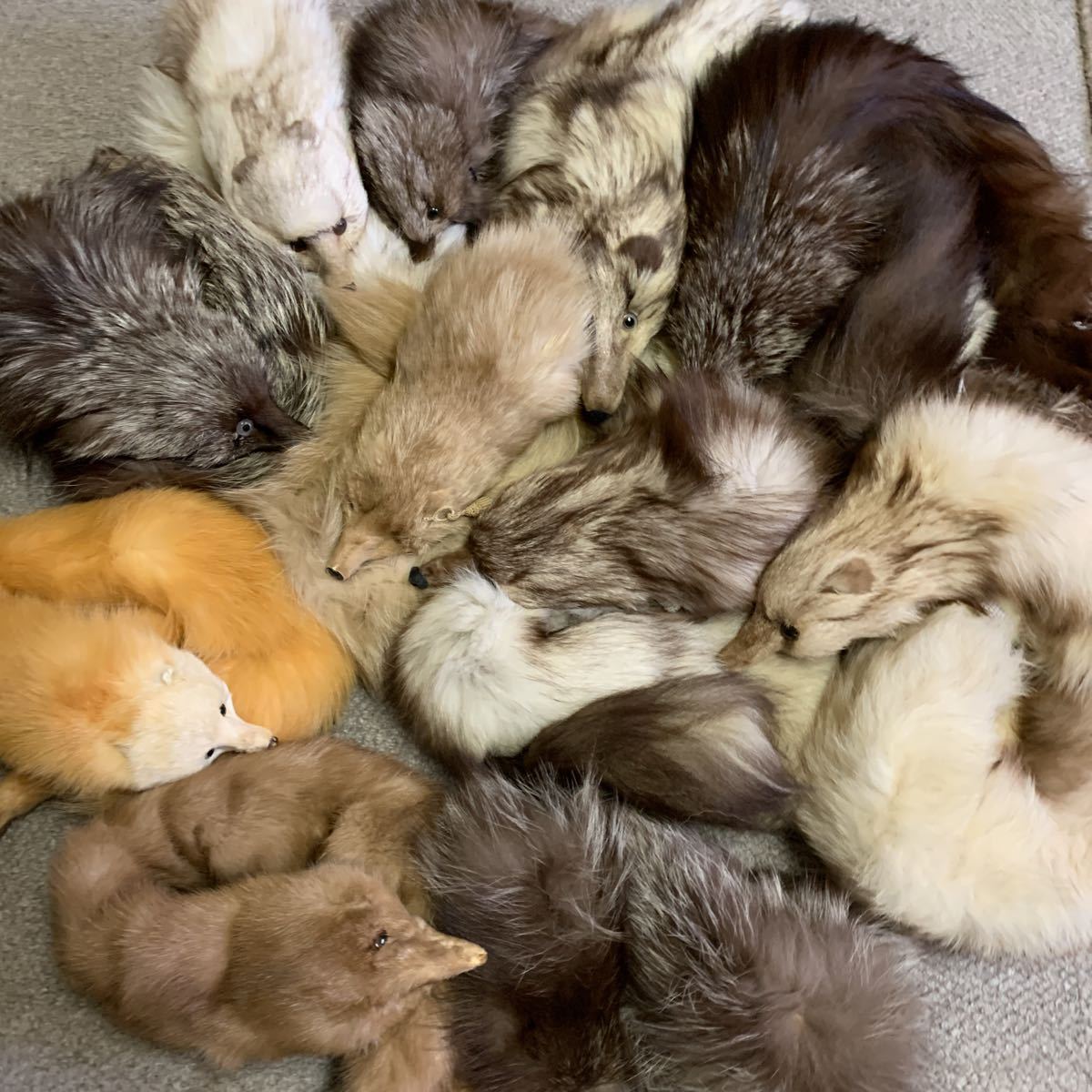 即決あり　リアルファー11本まとめ 顔付き　フォックス　ミンク　襟巻き マフラー ストール えり巻き セット