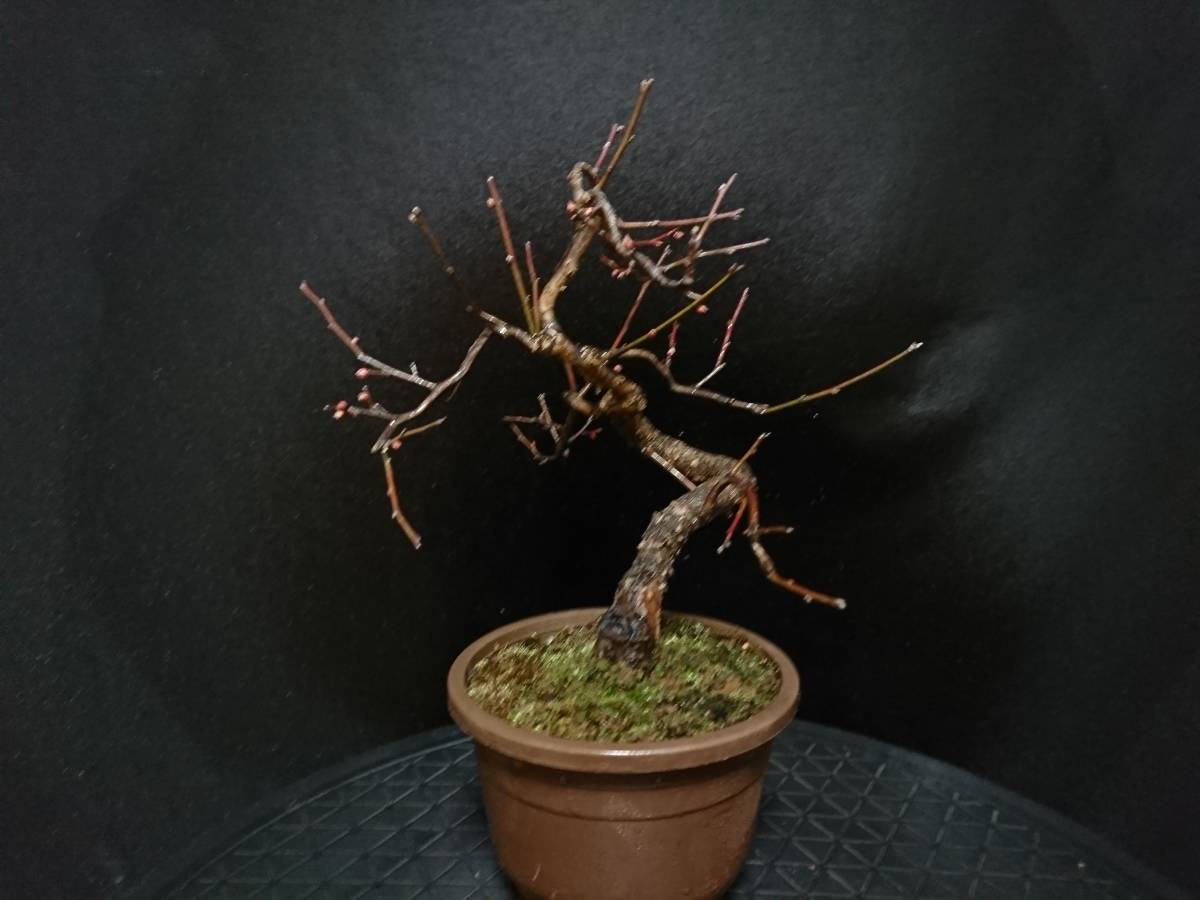 ビャクシン】梅[緋梅]／ウメ[ヒバイ] 樹高20㎝ 小品盆栽 ミニ盆栽 梅