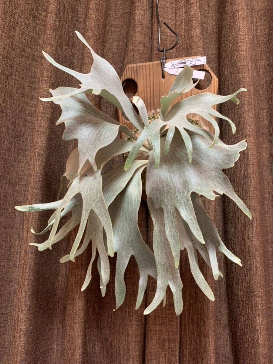 Z》ビカクシダ FSQ