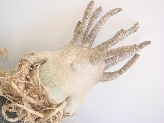 塊根植物 アデニウム タイソコトラナム、ふとっちょ オクトパス、砂漠