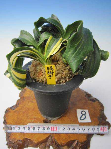 万年青(おもと) 獅子 「縞獅子」 上木3本立 ★☆蘭万園☆★