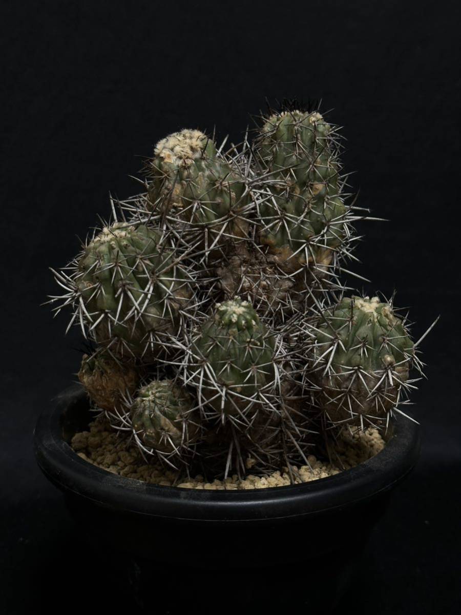 現地球 Copiapoa echinoides コピアポア エキノイデス 山木 古株 傷 