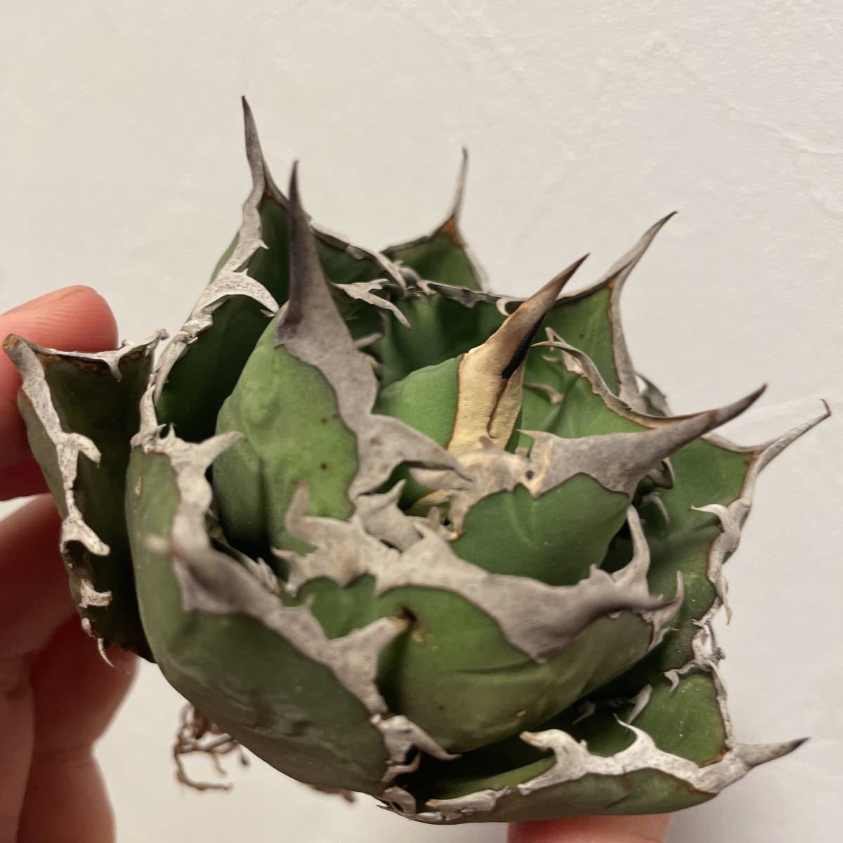 アガベ チタノタ イタリア産 fo76 ベアルート ④