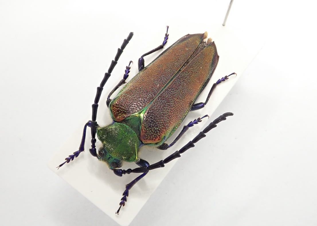 標本、チリカミキリ