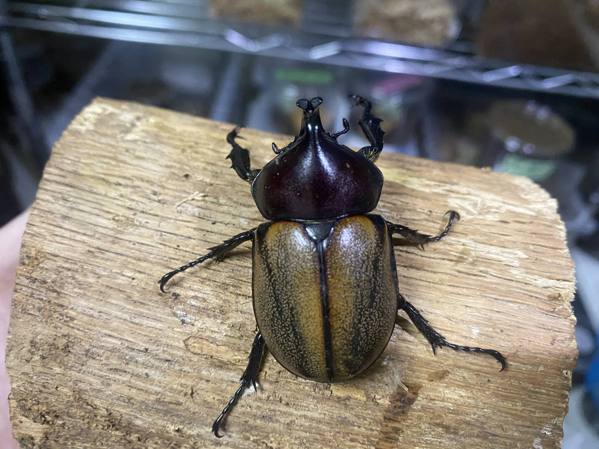 ペルー産 特大 フンボルトヒナカブト 45mm39mm ペア ペルー産特大