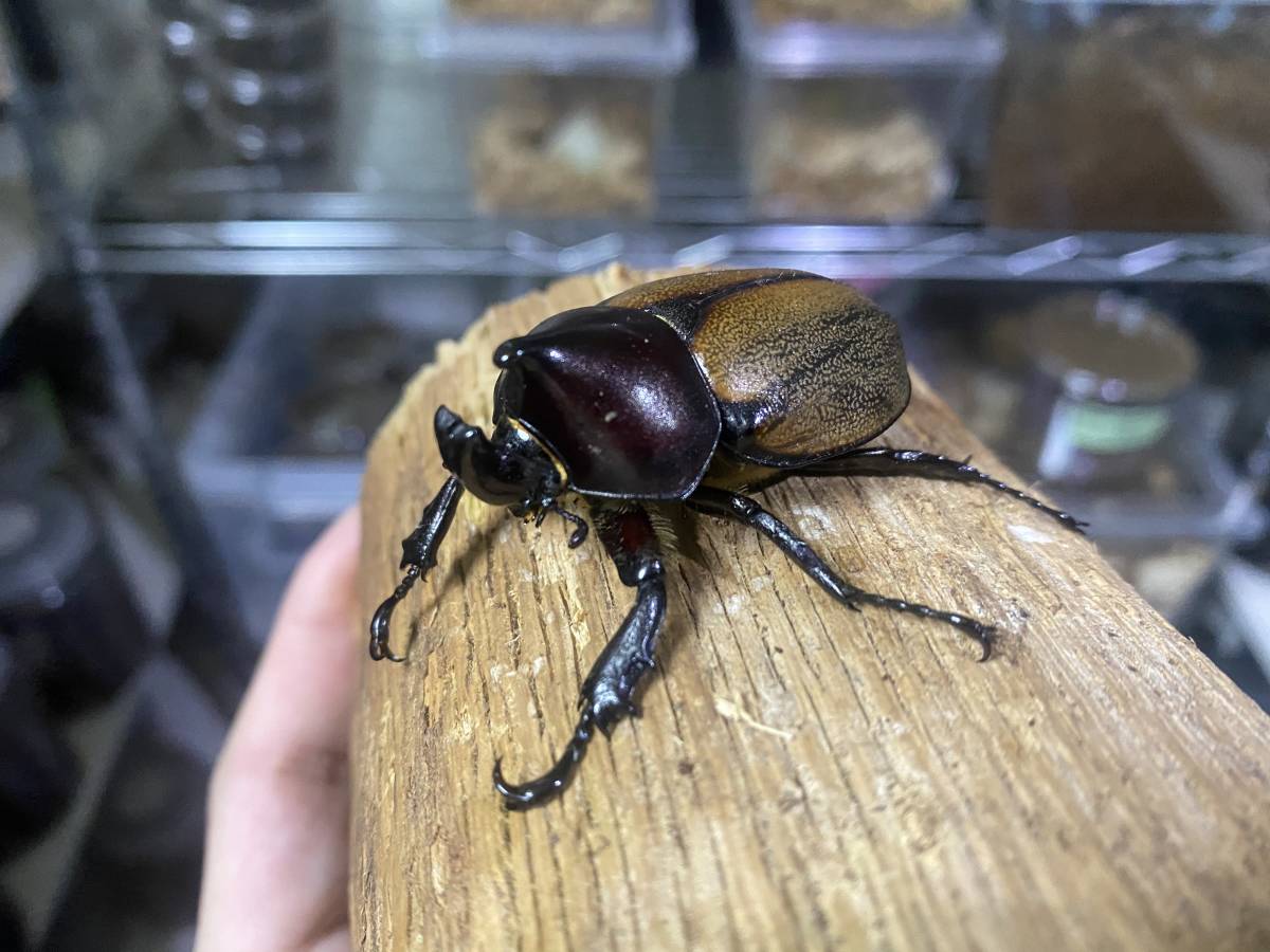 ペルー産 特大 フンボルトヒナカブト 45mm39mm ペア ペルー産特大