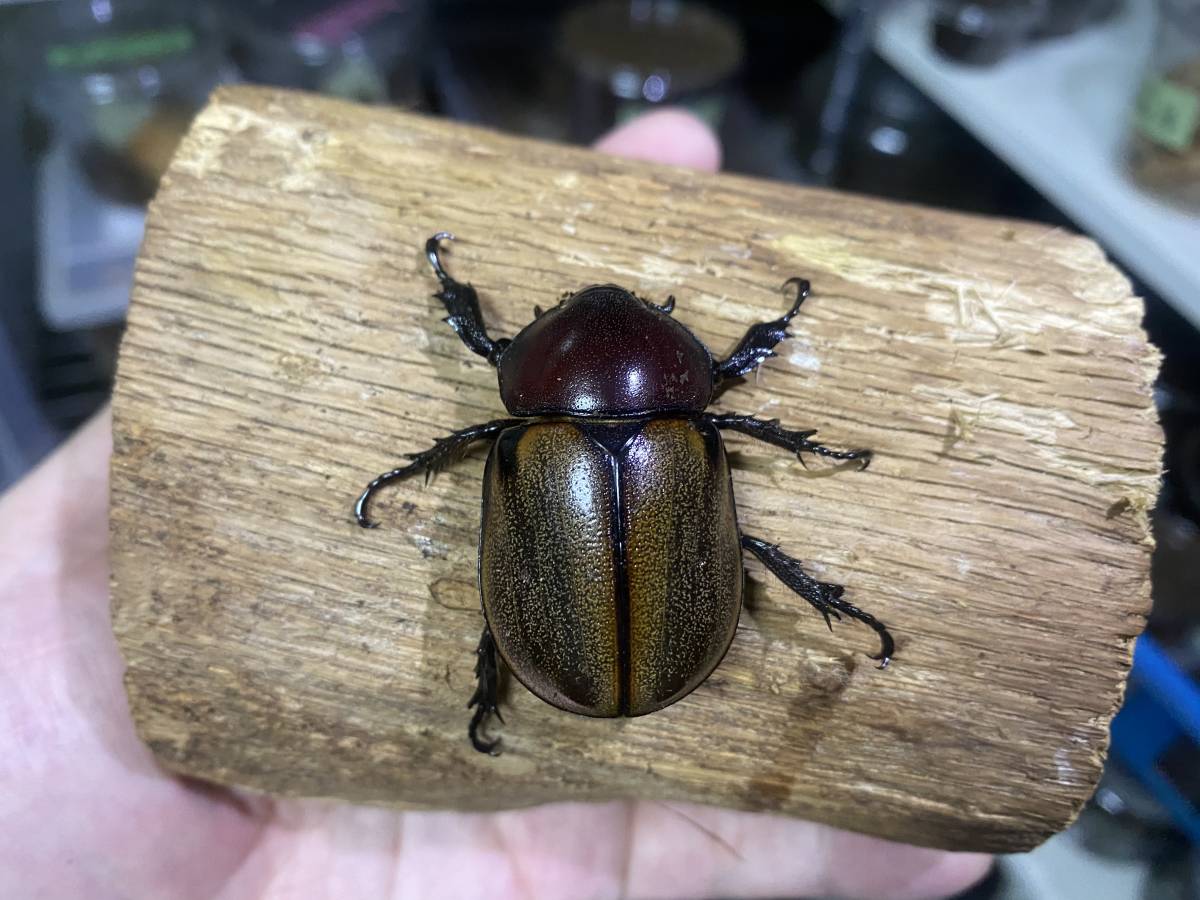 ペルー産 特大 フンボルトヒナカブト 45mm39mm ペア ペルー産特大