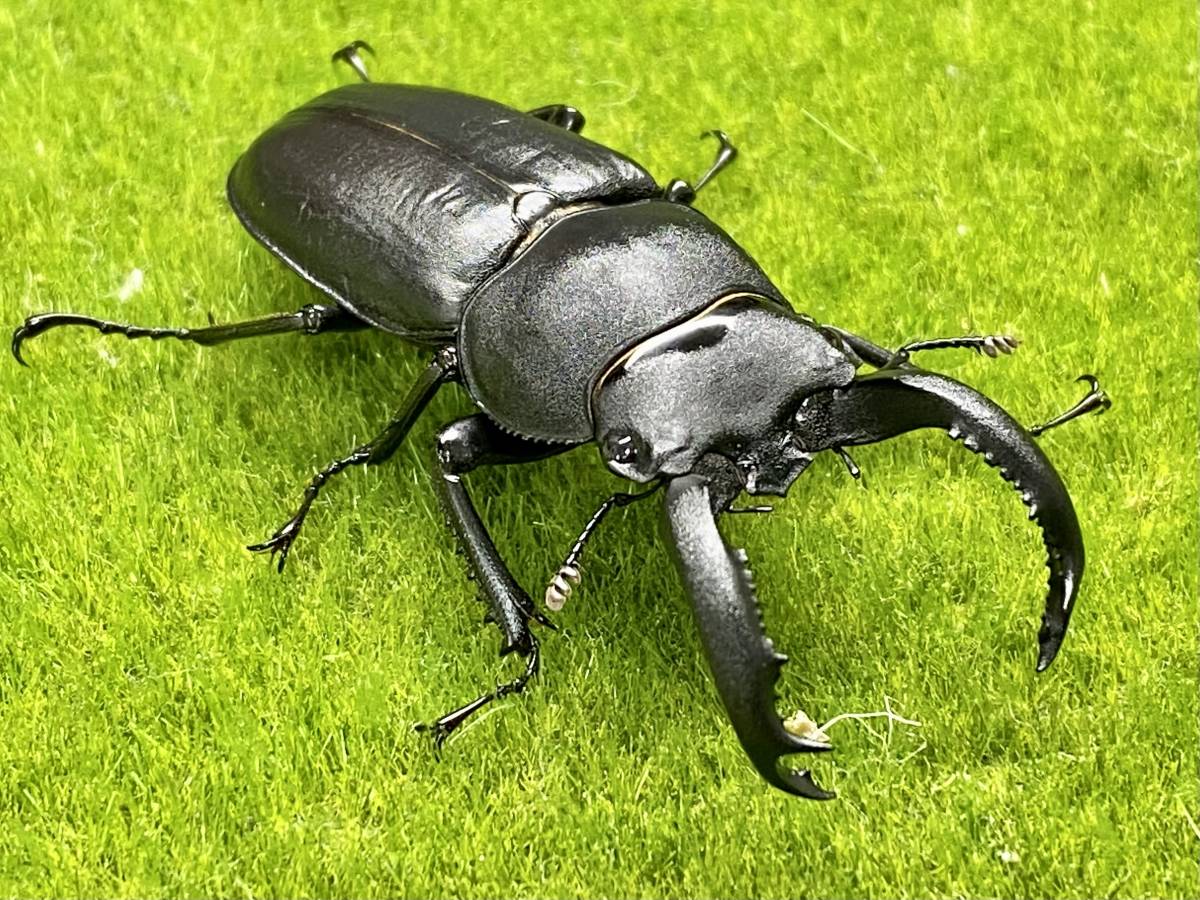 超ド級】 アマミシカクワガタ ♂53mm ♀33mm 成虫ペア 今季ラスト【金