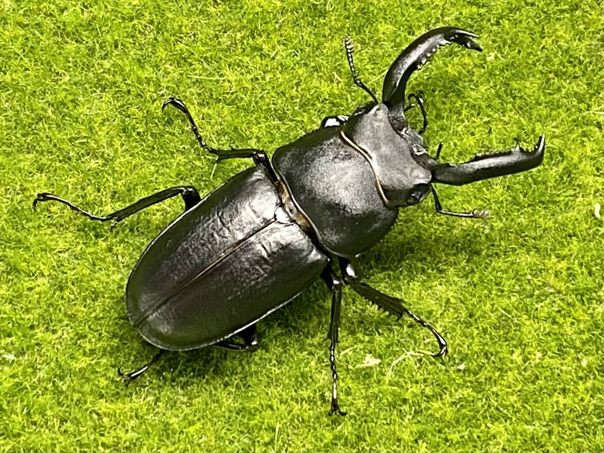 超ド級】 アマミシカクワガタ ♂53mm ♀33mm 成虫ペア 今季ラスト【金