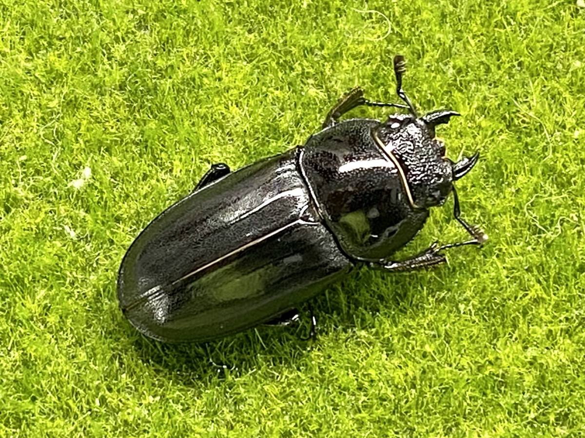 超ド級】 アマミシカクワガタ ♂53mm ♀33mm 成虫ペア 今季ラスト【金