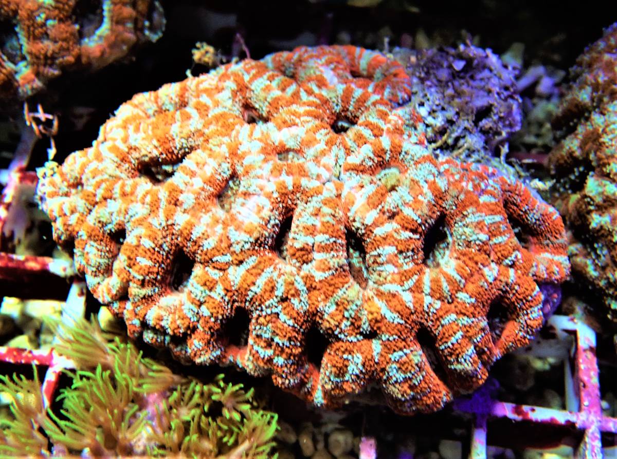 Coral Sea Japan　カクオオトゲキクメイシ　マルチカラー　３ メイン下