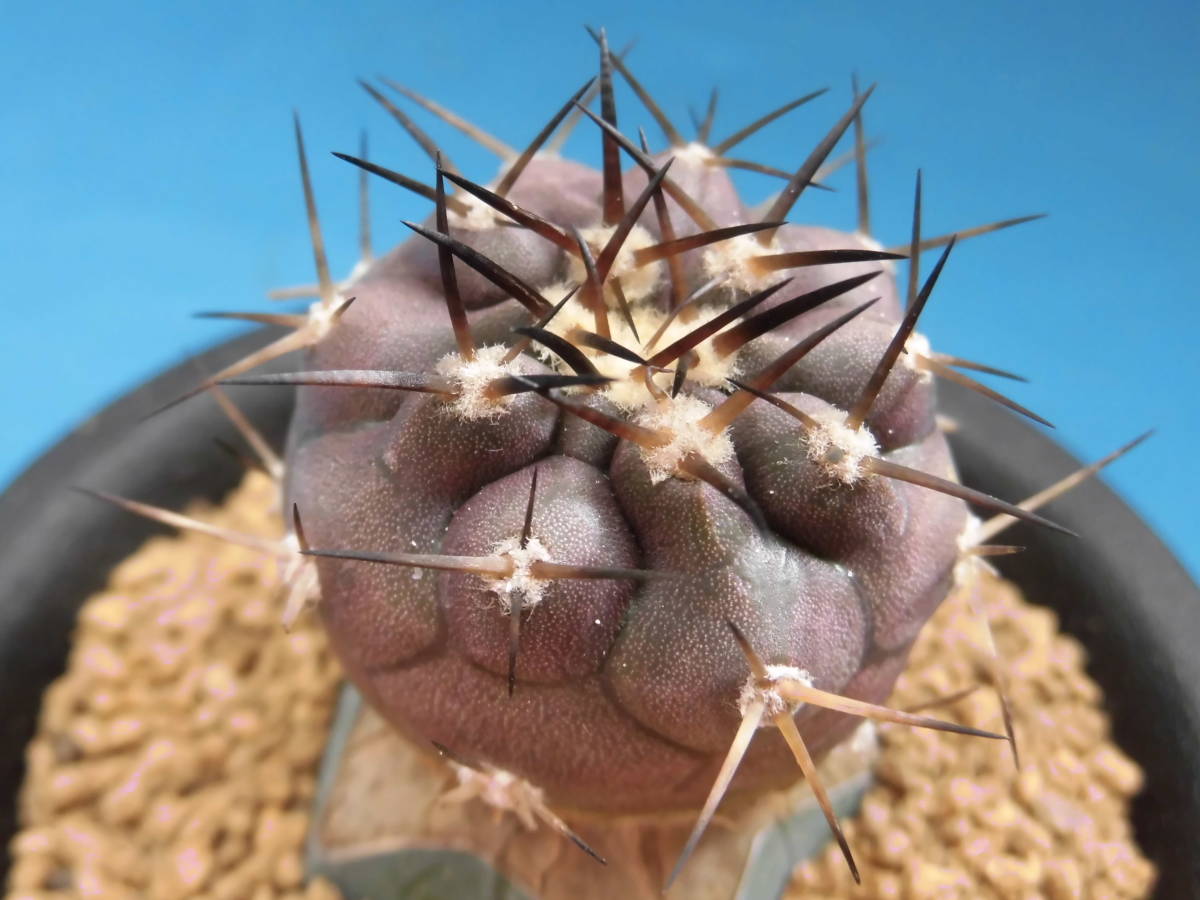 シネレア 黒王丸 台付】コピアポア☆多肉植物☆サボテン サボテン 観葉