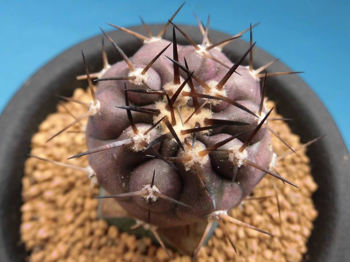 シネレア 黒王丸 台付】コピアポア☆多肉植物☆サボテン サボテン 観葉