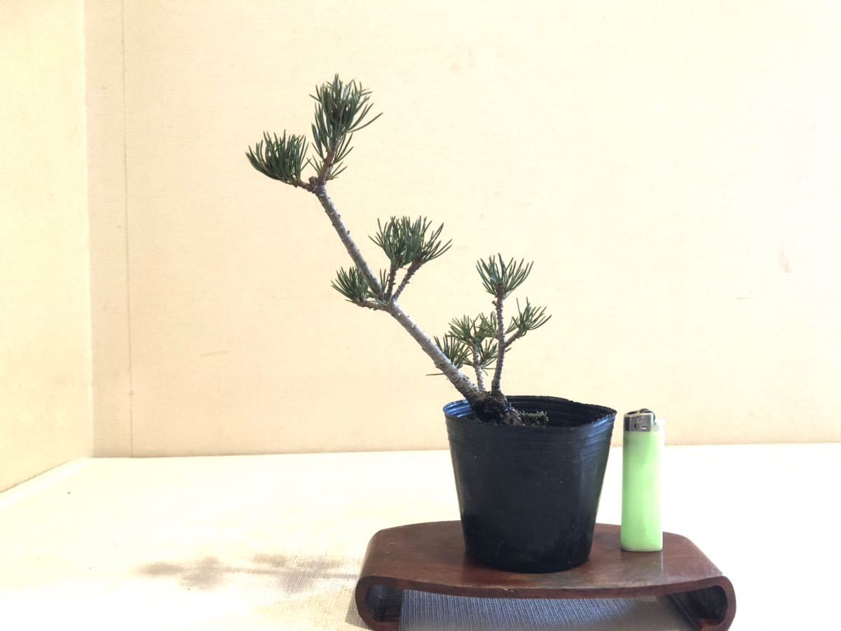 五葉松 [舎利幹斜幹木] 大品盆栽 五葉松 盆栽 神舎利 大品 半