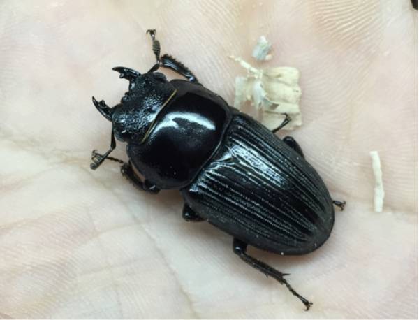 【ヒペリオン】 アルナーチャル東シアン ♀36mm 単 未後食