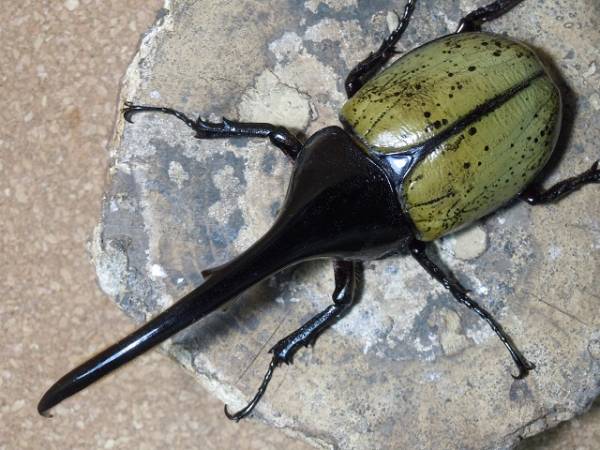 SANTA■D.H.ヘラクレス♂149.5mm♀６６ｍｍ　(B397)