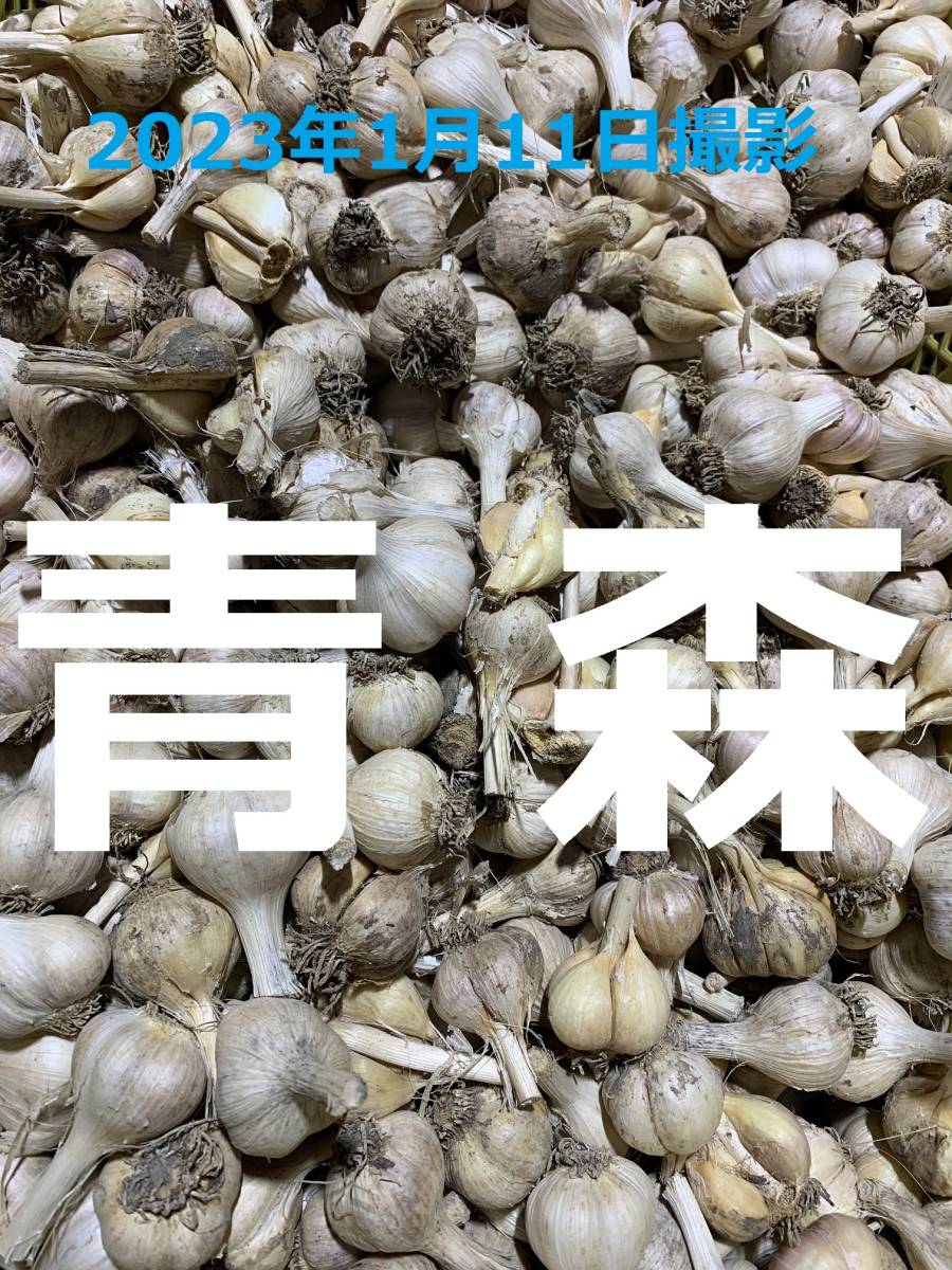 青森県 にんにく種子10Kg L消毒済み 【食べれません】 楽天市場