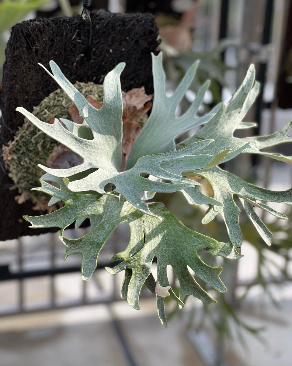 OC株胞子 platycerium ginka 銀華 胞子葉 ギンカ4ビカクシダ その後の