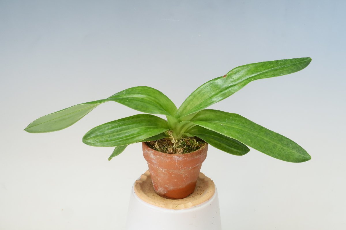 パフィオフェスティバル同時開催半額セール！値引再出品！洋蘭　パフィオ TA9273 TB17-36 Paph. (Snow Tiger x Stone Lovely)