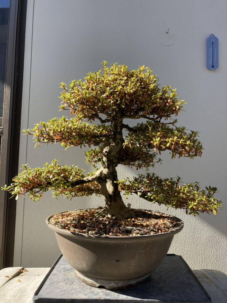 盆栽・苔玉 小品皐月 日光②