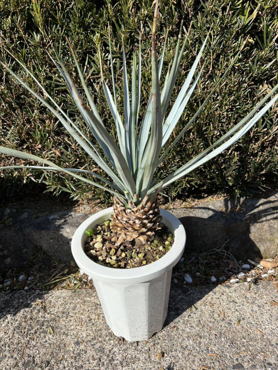 ユッカ リギダ Yucca rigida シルバー ブルーユッカ 太 レア シルバー