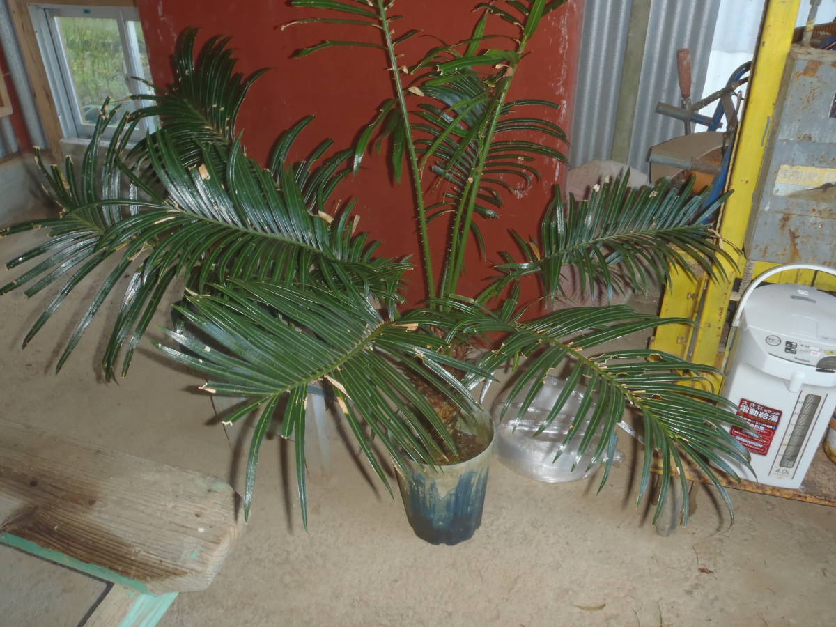 ソテツ - ソテツ、ザミア（育て方付き：観葉植物）予約受付再販予定