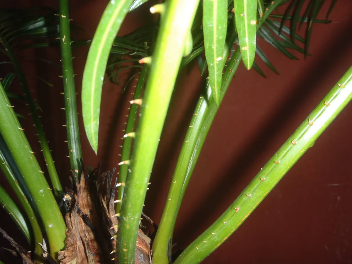 ソテツ - ソテツ、ザミア（育て方付き：観葉植物）予約受付再販予定