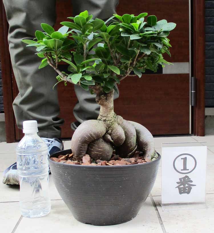 【現品】多幸の木　ガジュマル　ガジュマルの木　８号鉢　S5番 現品】 多幸の木 ガジュマル ガジュマルの木 8号鉢 Ⅱ 現品】多幸の木