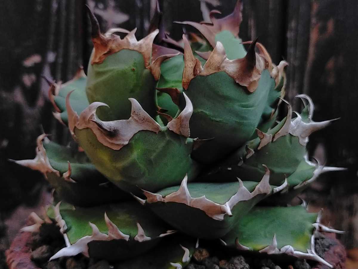 チワワチタノタ　キズあり　多肉植物　アガベ　発根済み　ロウルサンコ　