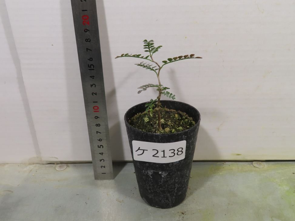 ケ2138 「実生株」オペルクリカリア パキプス 2年株【種から発芽！・発