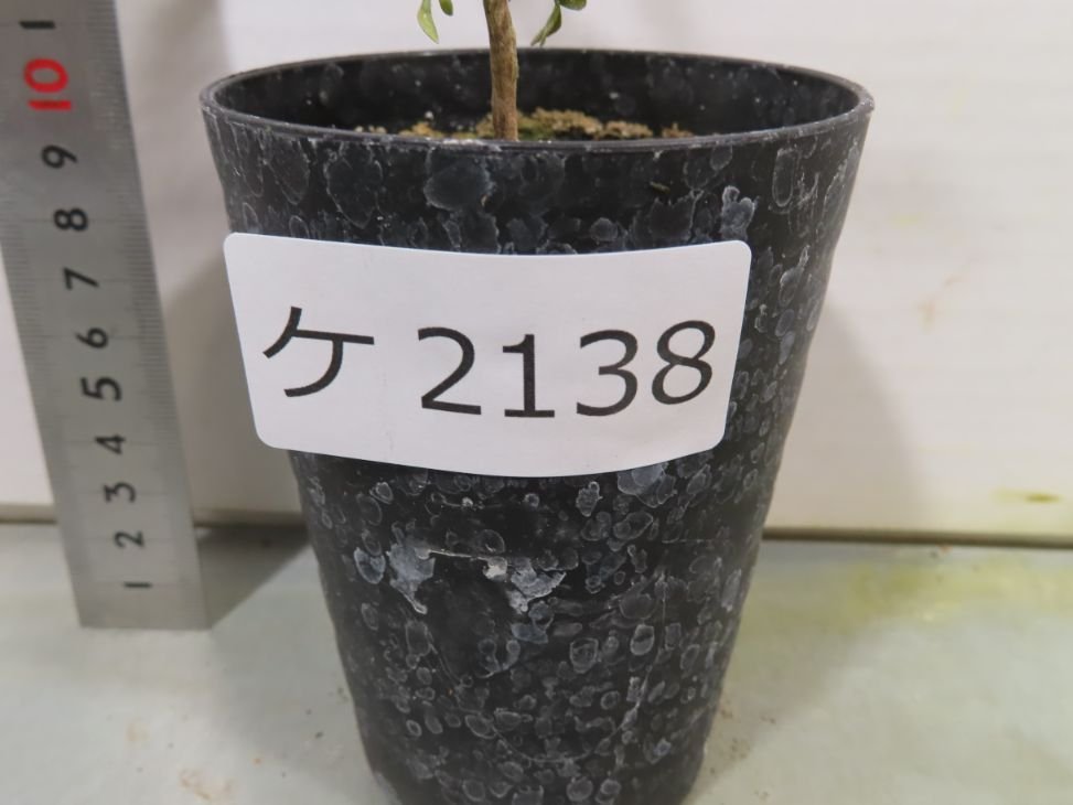 なよ様ご確認用 ケ2138 「実生株」オペルクリカリア パキプス 2年株【種から発芽！・発