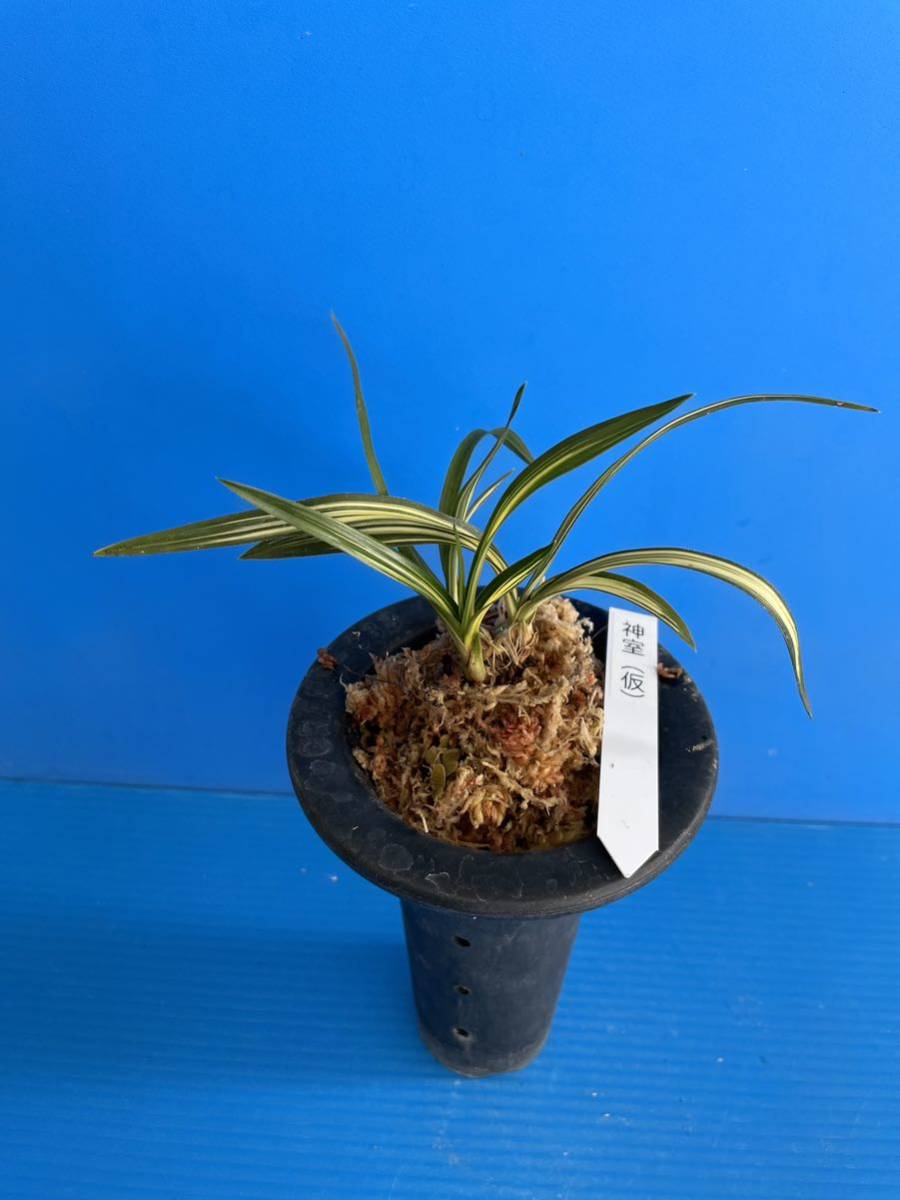 日本春蘭・韓国春蘭・中国春蘭・「翔陽の花」 日本春蘭・韓国春蘭