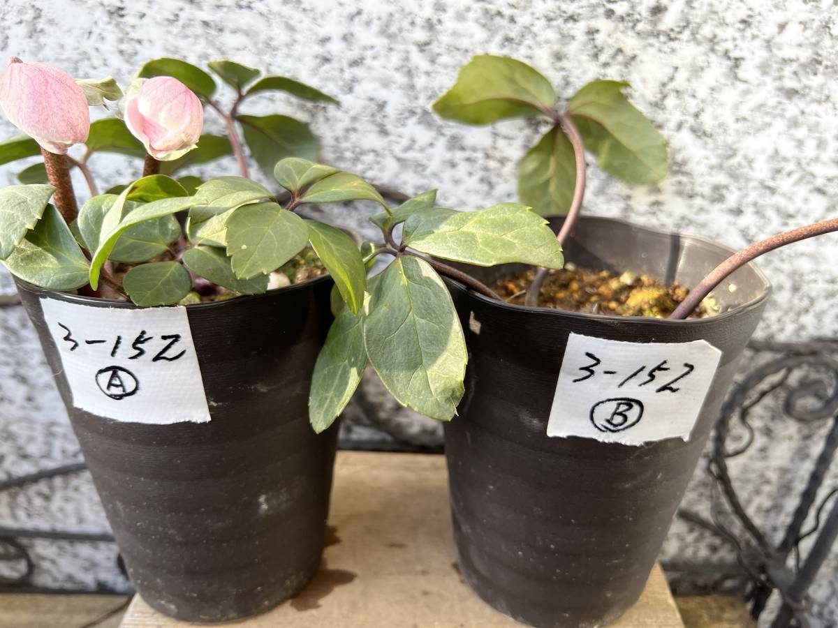 3-152◎ピンクニゲル２鉢セット　シングル　クリスマスローズ　広瀬園芸　