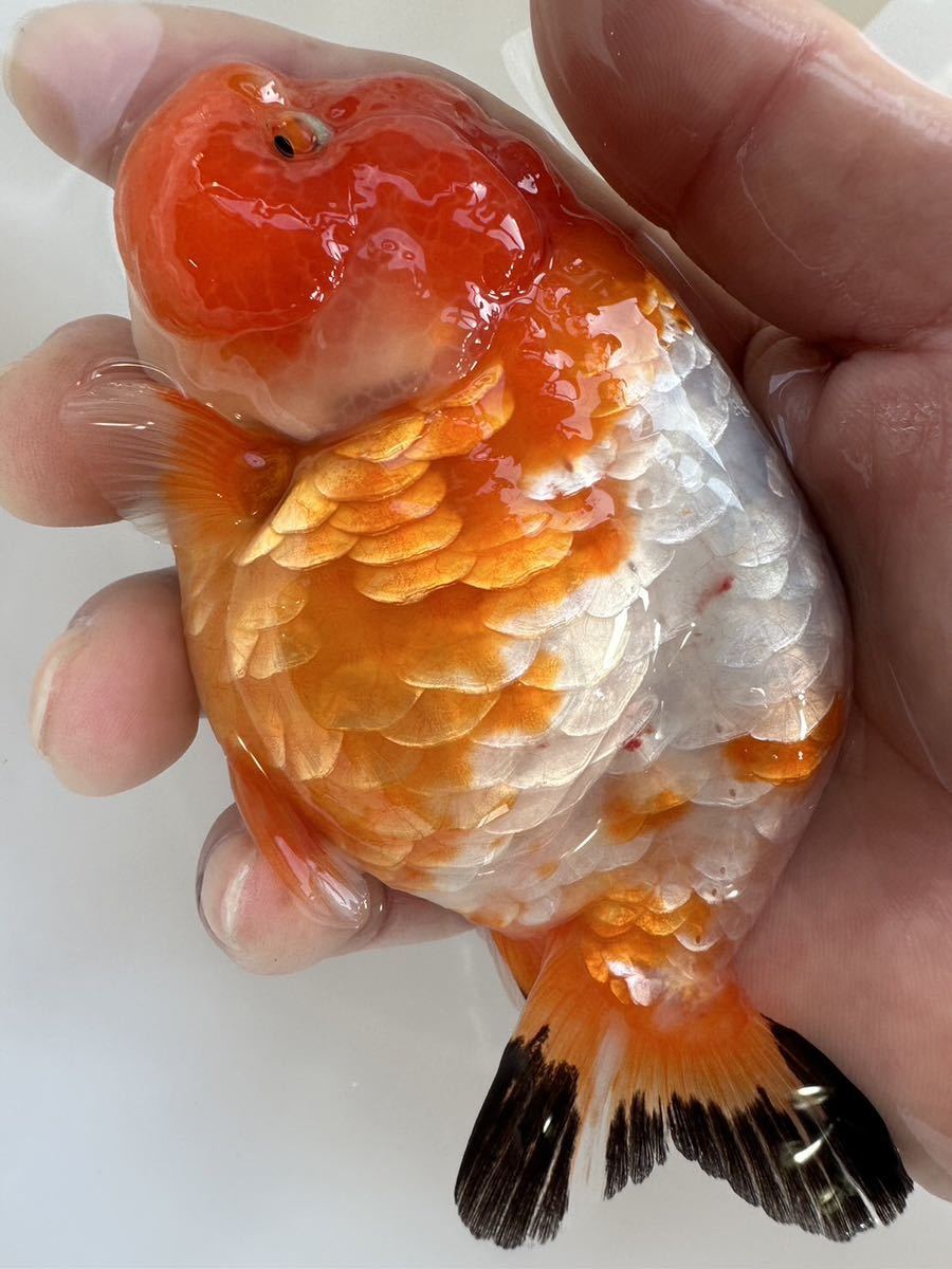 中国産●特大サイズ●S011櫻花らんちゅう1匹●明け三歳●約12センチ銀鱗更紗らんちゅう