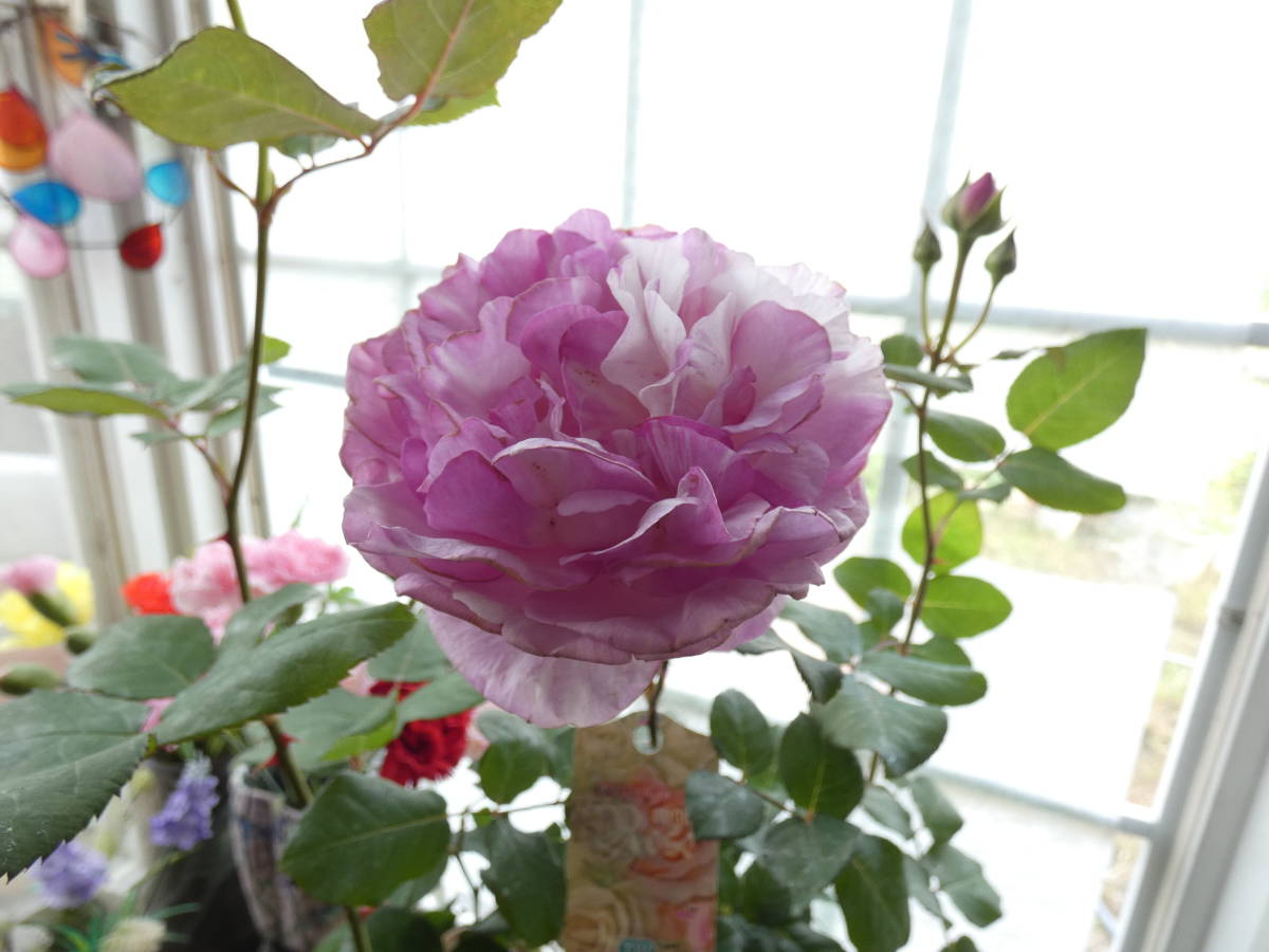 開花が待ち遠しい！新苗から始めるバラ栽培 | タキイネット通販 バラ苗 廃盤ＥＲ：芽接ぎ苗①【新苗】