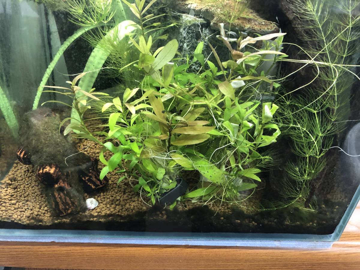 即決♪ダニューブクシイモリの卵が産みつけられた水草 早い者勝ち♪