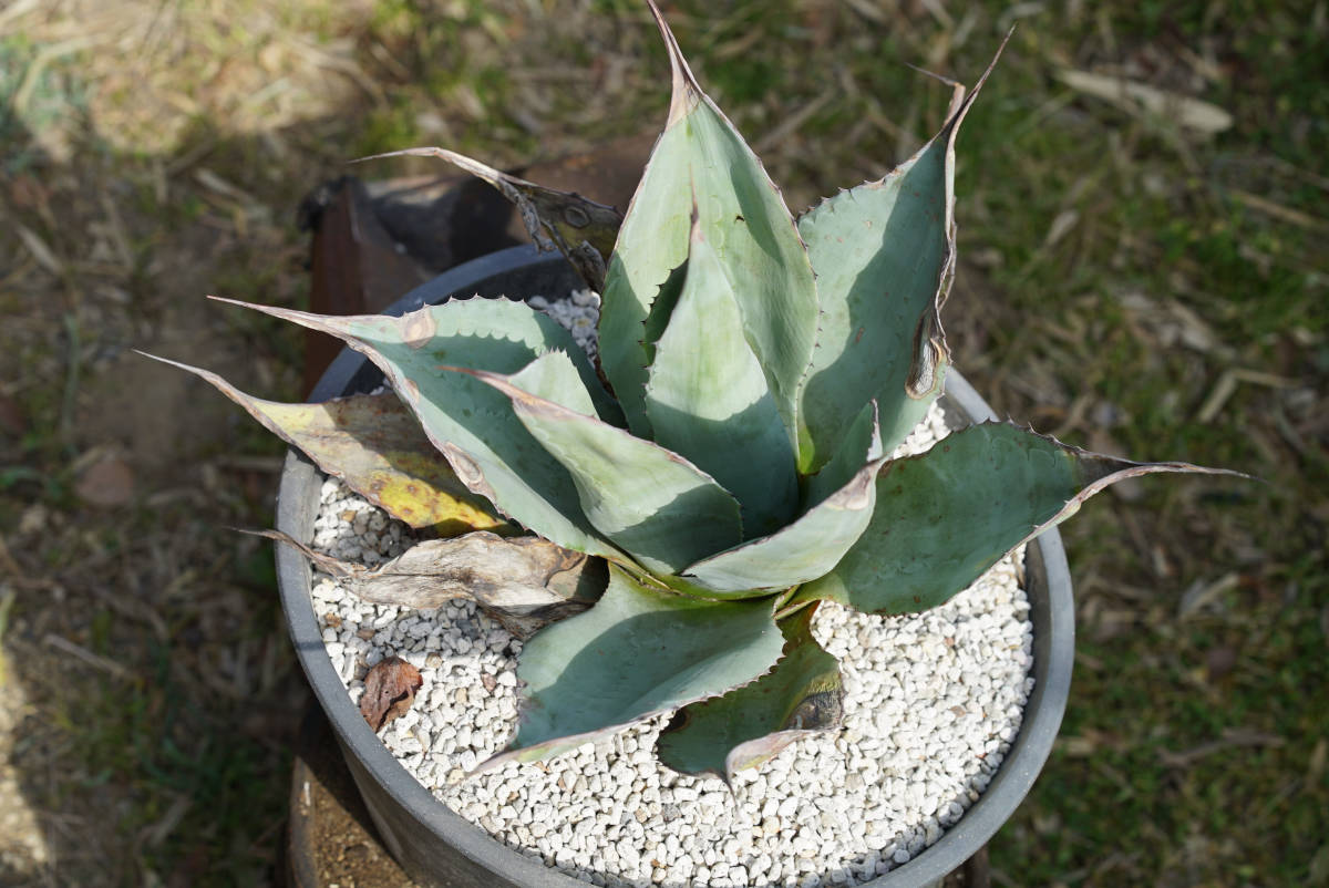 アガベ パリー 耐寒性有り 地植え可能 疼く