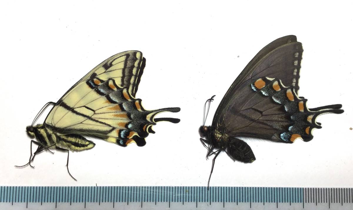 ★蝶　標本　米国ウィスコンシン州産　トラフアゲハ♂♀ 飼育品★