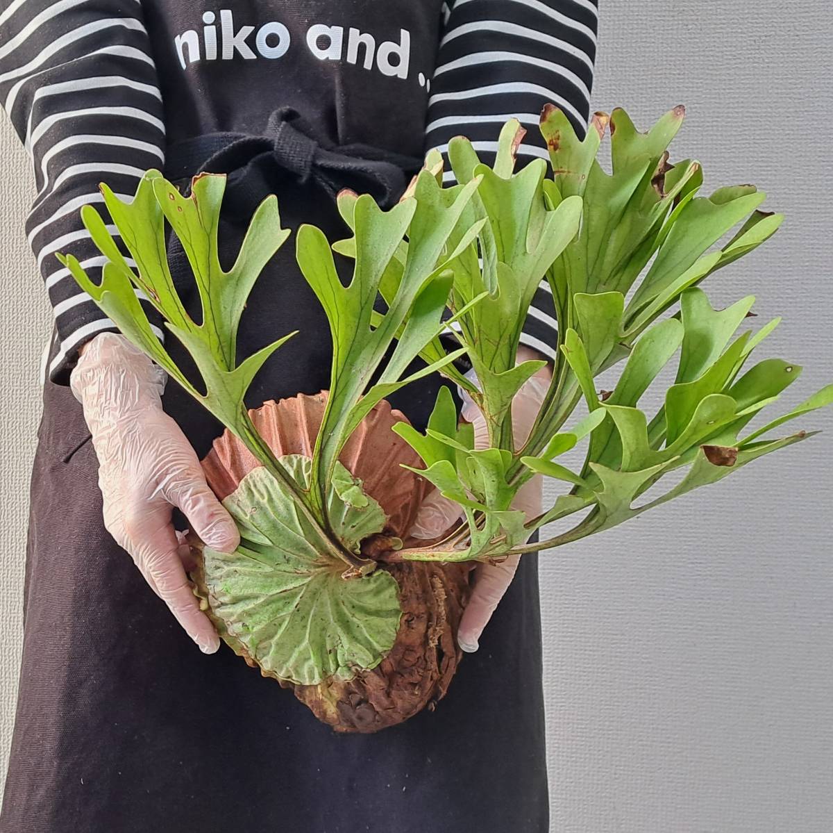 ☆1円スタート☆124+ ビカクシダ 植物☆Platycerium ridleyi (プラティケリウム リドレイ)Center Borneo Wild/麋角羊歯