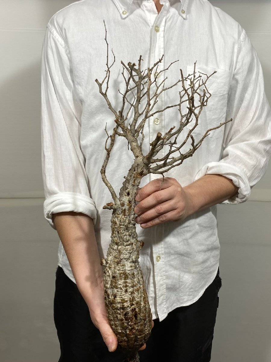 ス4842 「現地」オペルクリカリア　ヒファエノイデス　抜き苗【2/3最新・Operculicarya hyphaenoides・塊根植物】