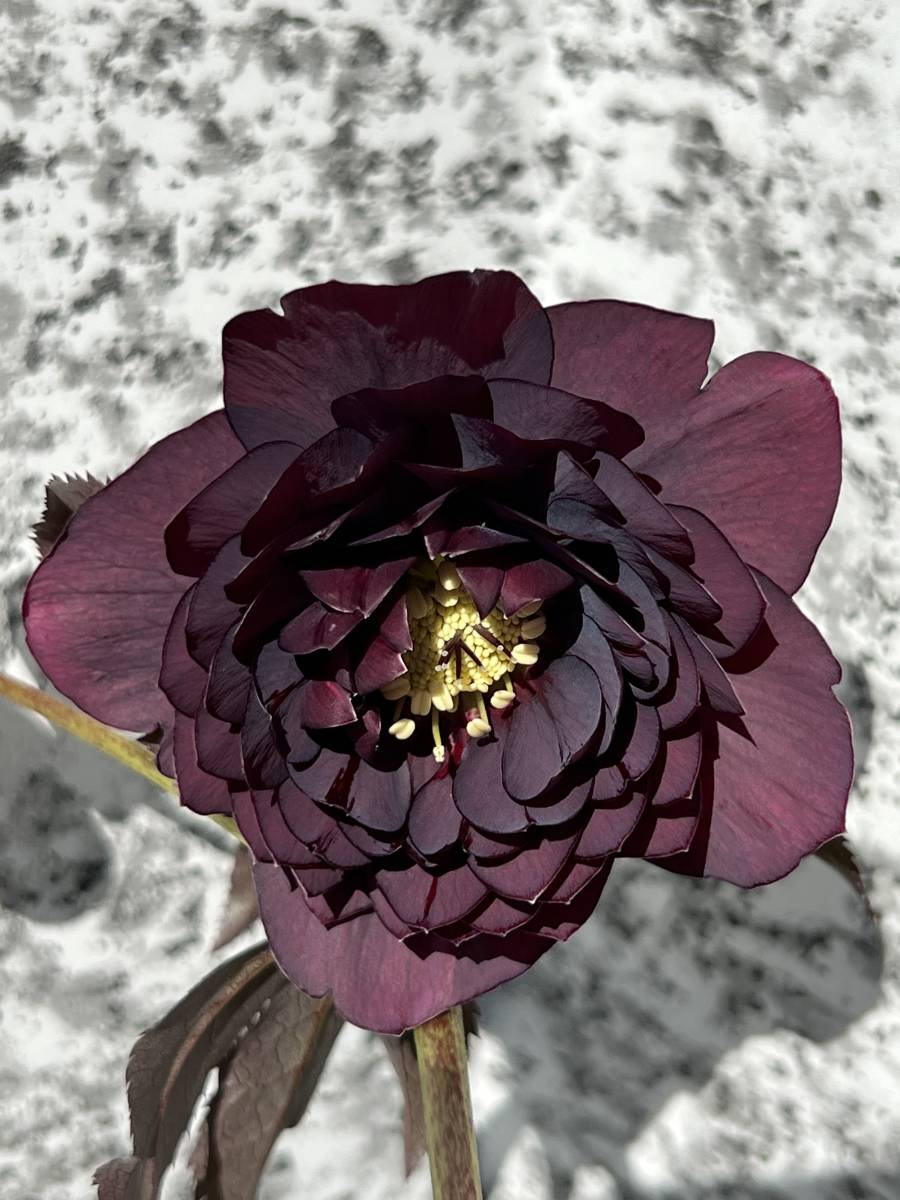 3-201◎美形　多弁　レッドパープル系　クリスマスローズ　広瀬園芸　開花株