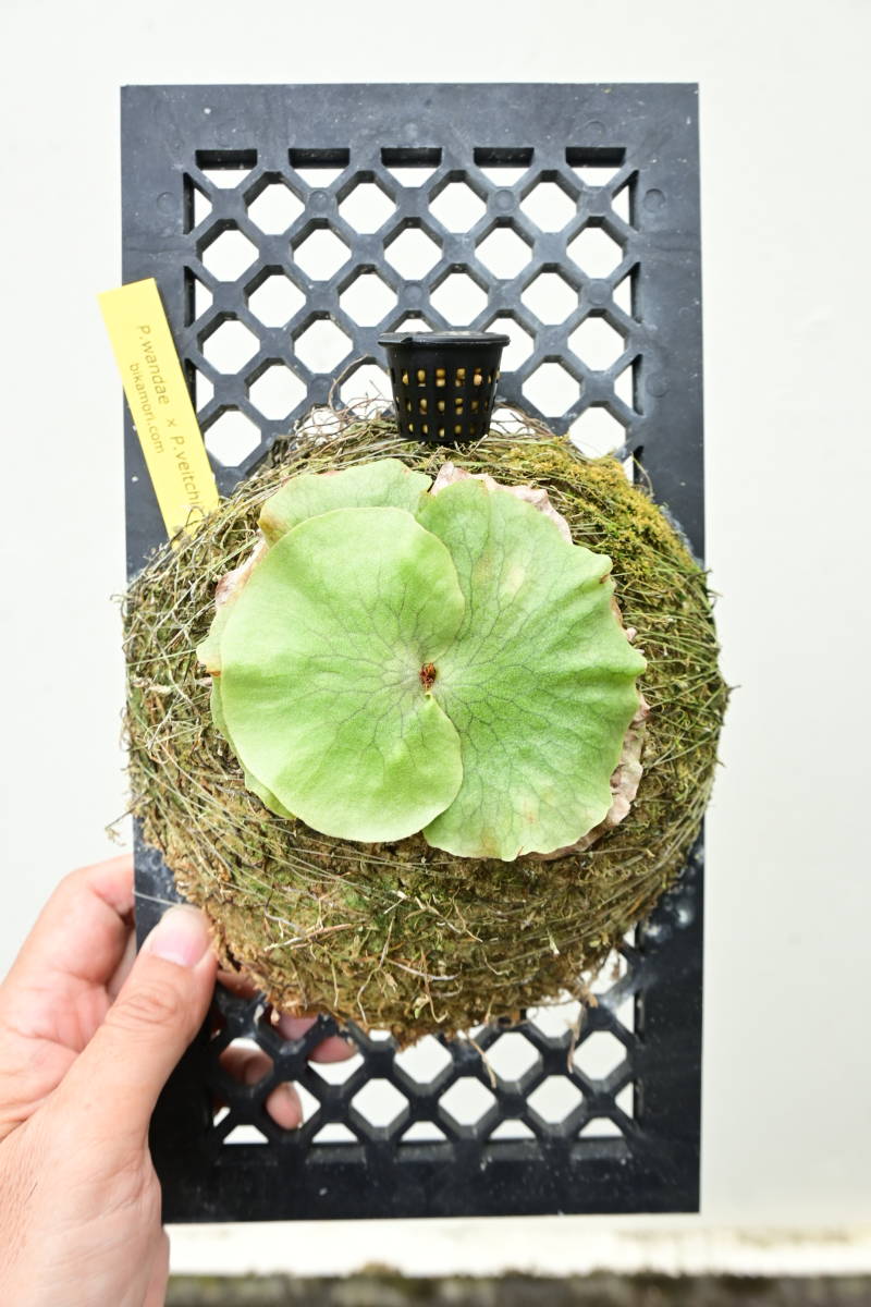 P.wandae × P.veitchii 　 @bikamori.com ビカクシダ　