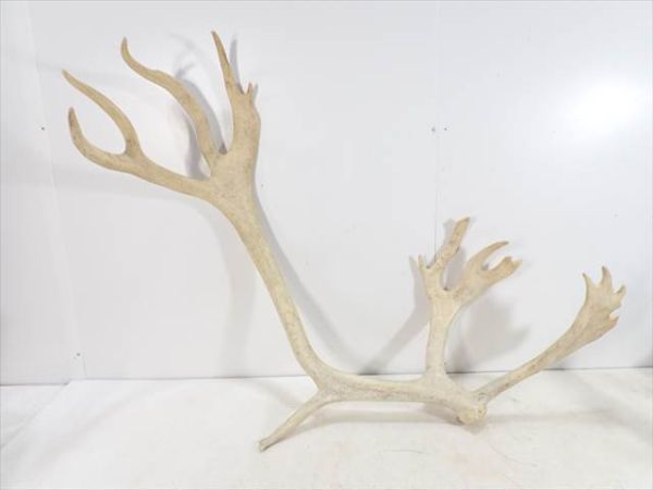 トナカイの角/希少/骨董/オブジェ 幅106cm/カ23 230213 トナカイ
