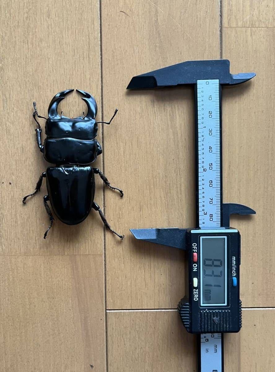 アンタエウスオオクワガタ ペア ♂88UP