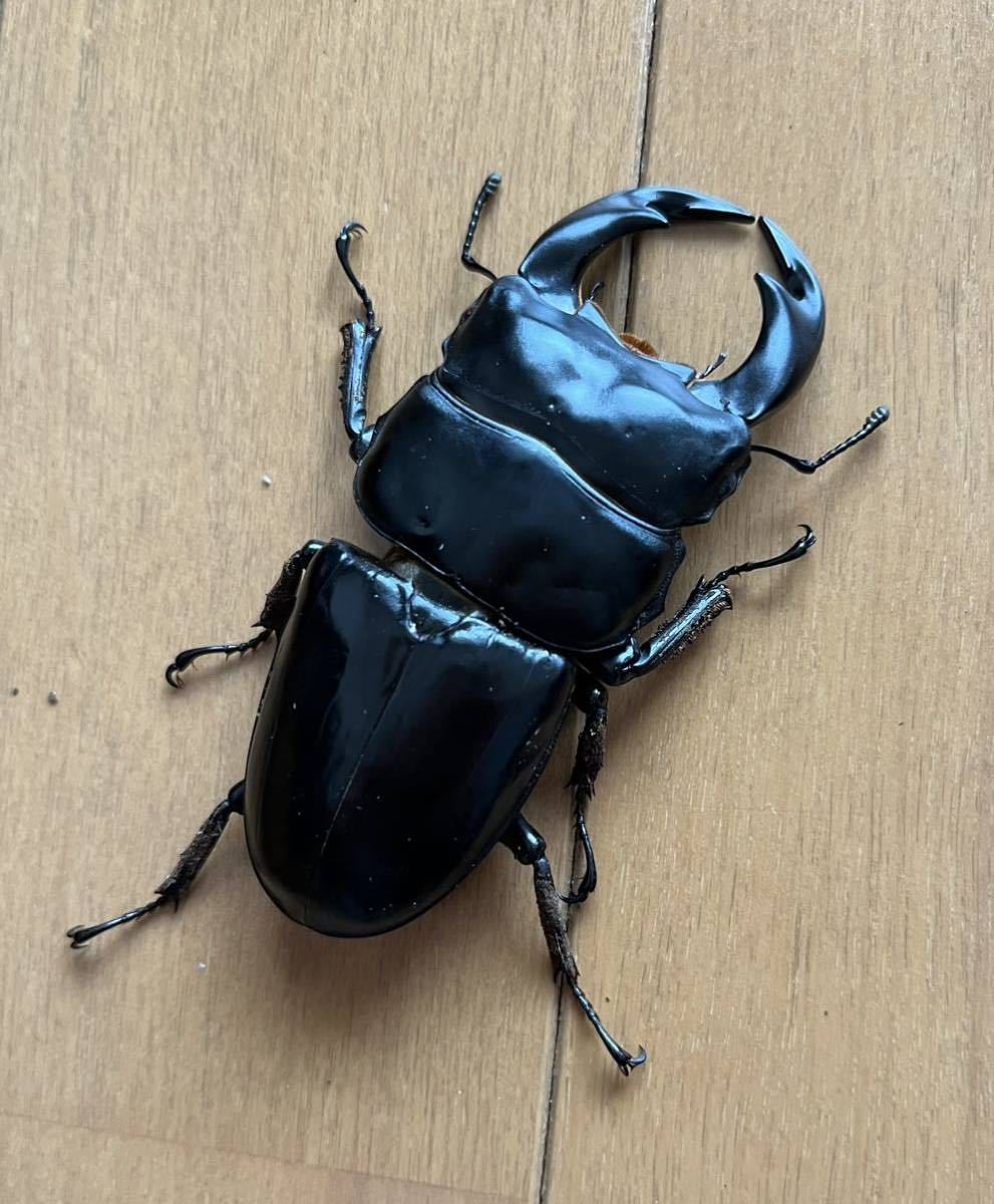 アンタエウスオオクワガタ ペア ♂88UP