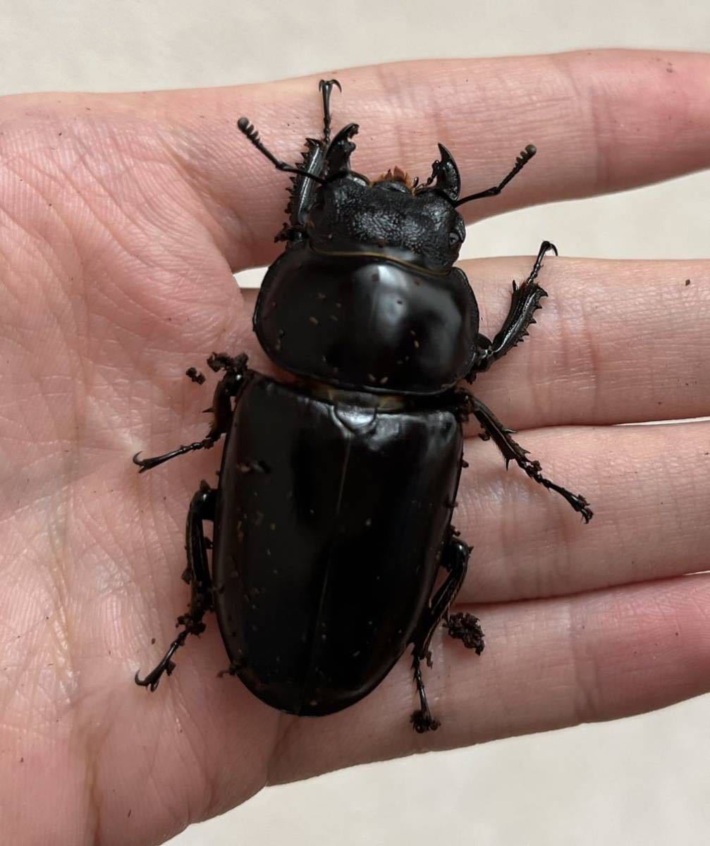 アンタエウスオオクワガタ ペア ♂88UP