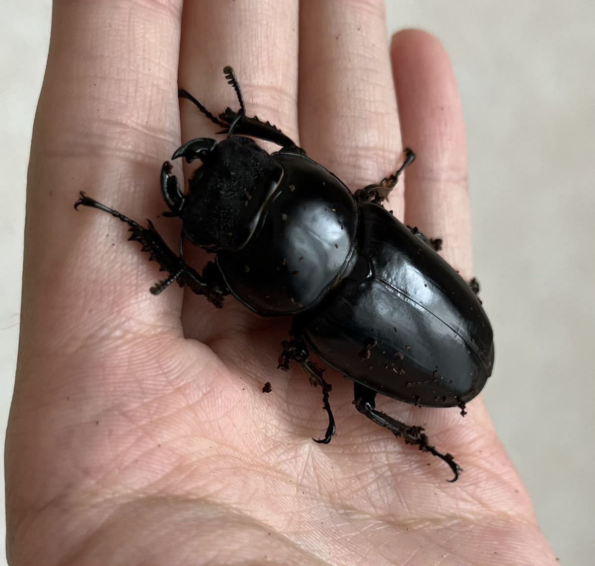 アンタエウスオオクワガタ ペア ♂88UP