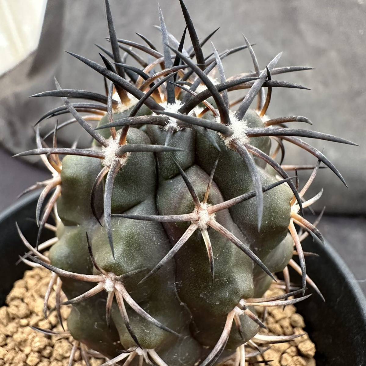 ☆サボテン・多肉植物☆865☆ Copiapoa dura コピアポア デュラ 銅鑼丸