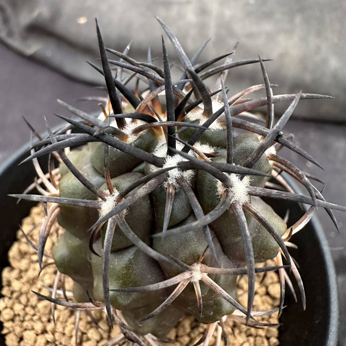 ☆サボテン・多肉植物☆865☆ Copiapoa dura コピアポア デュラ 銅鑼丸